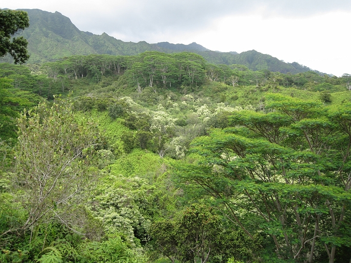 13 Kuilau Ridge trail.jpg